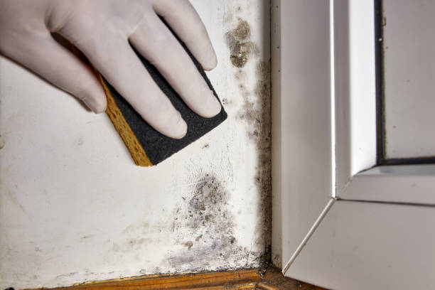 Best Mold Prevention Services  in Grandview, OH